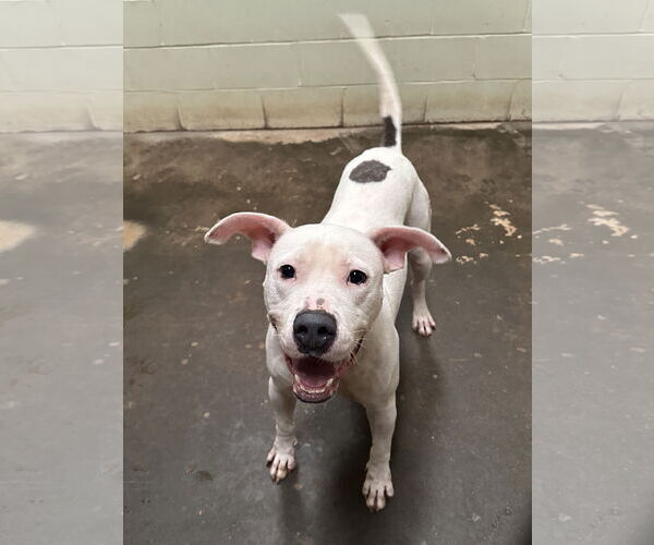 Medium Photo #1 Staffordshire Bull Terrier-Unknown Mix Puppy For Sale in Jackson, MS, USA