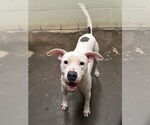 Small Staffordshire Bull Terrier Mix