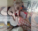 Small #2 Staffordshire Bull Terrier