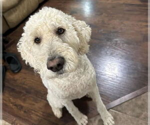 Goldendoodle Dogs for adoption in Alexander, AR, USA