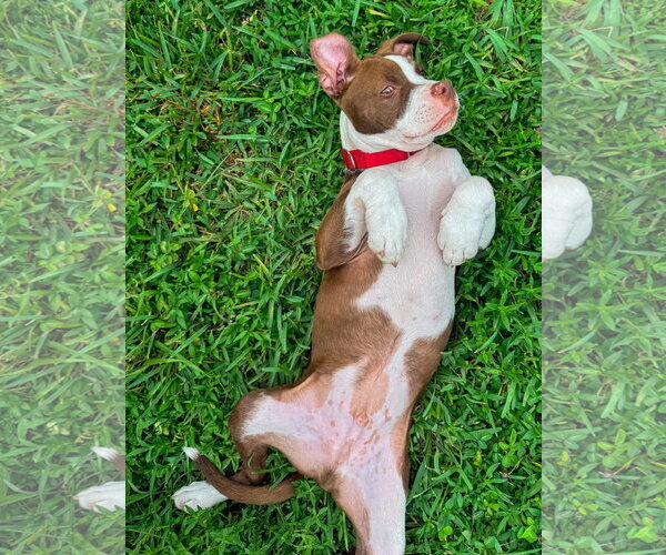 Medium Photo #2 Bullypit Puppy For Sale in Lighthouse Point, FL, USA