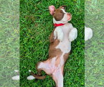 Small #1 Bullypit