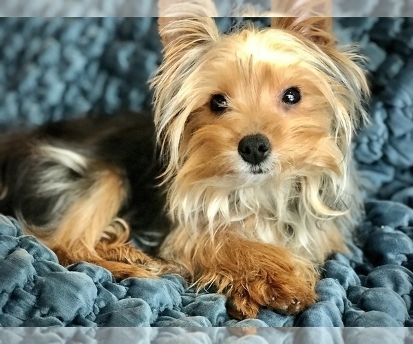 Medium Photo #9 Yorkshire Terrier Puppy For Sale in WOODSTOCK, CT, USA