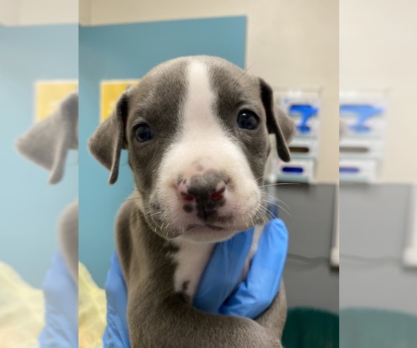 Medium Photo #1 Mutt Puppy For Sale in Las Vegas, NV, USA