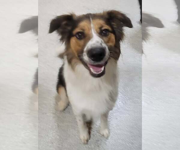 Medium Photo #2 English Shepherd-Unknown Mix Puppy For Sale in Highland, IL, USA