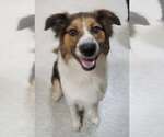 Small #1 English Shepherd Mix