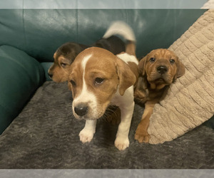Beago Dogs for adoption in ELIZABETHTON, TN, USA