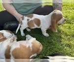 Small Photo #4 Basset Hound Puppy For Sale in TOLLAND, CT, USA