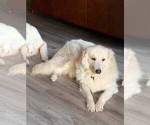 Winter - Male Great Pyrenees Dog for Adoption - Photo #3