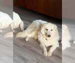 Small Photo #3 Great Pyrenees Puppy For Sale in Dallas, TX, USA