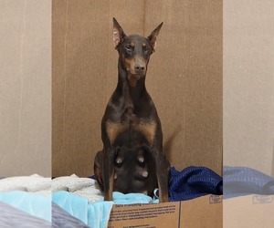 Mother of the Doberman Pinscher puppies born on 01/12/2026