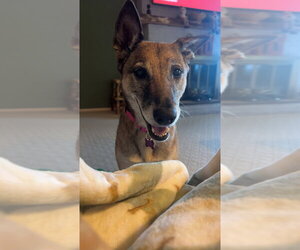 Celia - Located in PA - Female Mutt Dog for Adoption - Photo #5