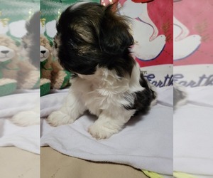 Shih Tzu Puppy for sale in UNIVERSITY CITY, MO, USA