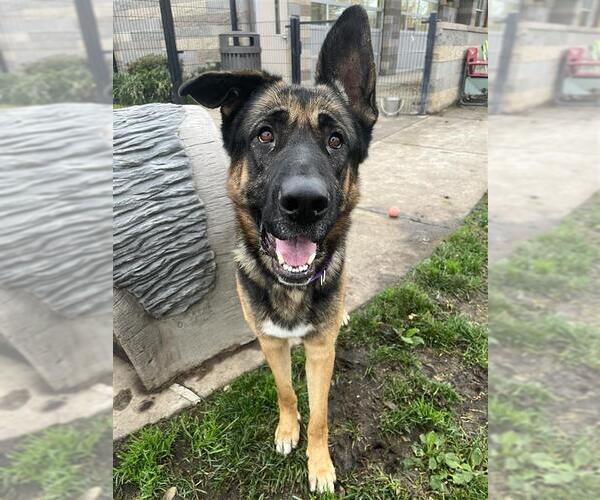 Medium Photo #3 Mutt Puppy For Sale in Elk Grove, CA, USA