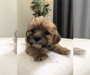 Yorkshire Terrier Puppy for sale in ROSSVILLE, GA, USA