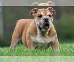Small #8 Bulldog