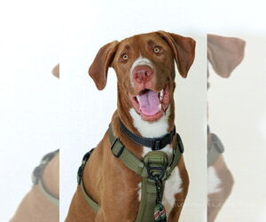 Labrador Retriever-Unknown Mix Dogs for adoption in The Woodlands, TX, USA