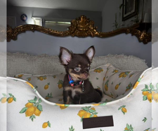 Medium Photo #11 Chihuahua Puppy For Sale in CHARLOTTE, NC, USA