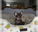 Small #10 Chihuahua