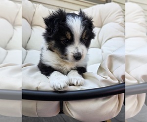 Medium Miniature Australian Shepherd