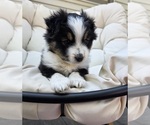 Puppy Puppy 1 socks Miniature Australian Shepherd