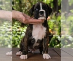 Puppy 6 Boxer