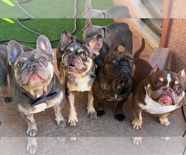 Medium Photo #2 French Bulldog Puppy For Sale in Las Vegas, NV, USA