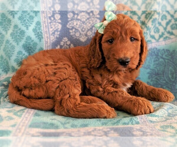Medium Photo #4 Irish Doodle Puppy For Sale in LANCASTER, PA, USA