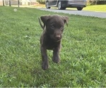 Small Photo #9 Labrador Retriever Puppy For Sale in MARYVILLE, TN, USA