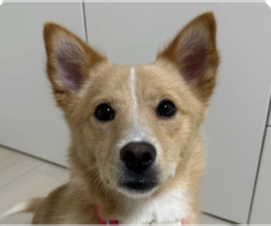Mutt Dogs for adoption in San Ramon, CA, USA