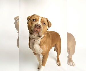 American Pit Bull Terrier-Unknown Mix Dogs for adoption in Rowlett, TX, USA