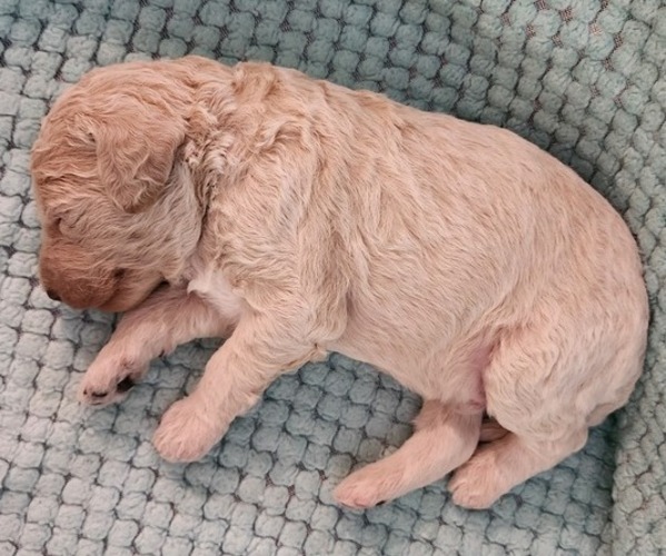 Medium Photo #55 Poodle (Standard) Puppy For Sale in CLAYTON, WA, USA