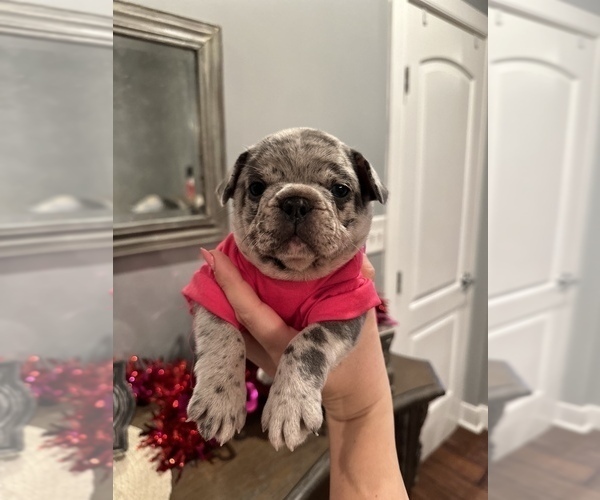 Medium Photo #1 French Bulldog Puppy For Sale in EASTON, PA, USA