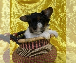 Medium Yorkshire Terrier