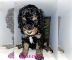 Small #2 Bernedoodle