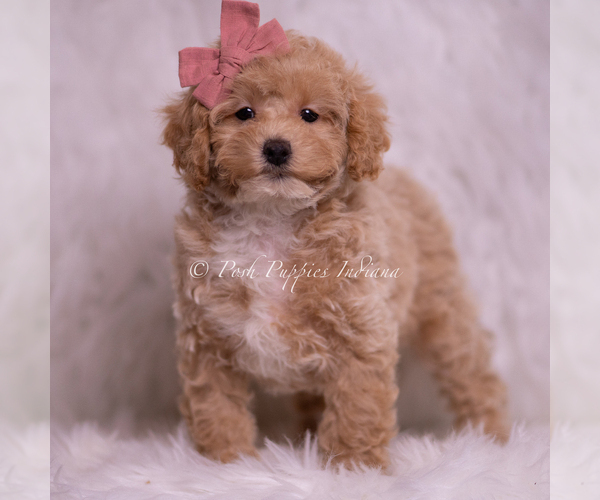 Medium Photo #68 Poodle (Toy) Puppy For Sale in WARSAW, IN, USA