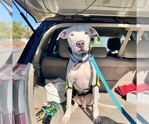 Mutt Dogs for adoption in Las Vegas, NV, USA