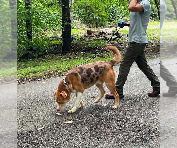 Medium Photo #3 Mutt Puppy For Sale in Frenchburg, KY, USA