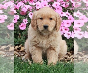 Golden Retriever Puppy for sale in FREDERICKSBURG, OH, USA
