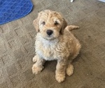 Puppy Chicken Nugget Bernedoodle (Miniature)