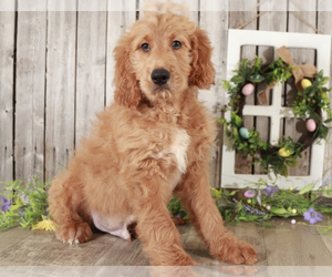 Goldendoodle Puppy for sale in MOUNT VERNON, OH, USA