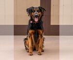Small #37 German Shepherd Dog Mix