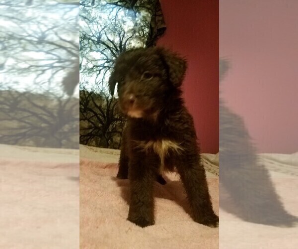 Medium Photo #2 Aussiedoodle Puppy For Sale in SPENCER, TN, USA
