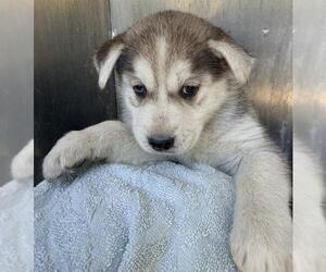 Siberian Husky-Unknown Mix Dogs for adoption in San Antonio, TX, USA