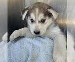 A831209 - Female Siberian Husky-Unknown Mix Dog for Adoption - Small photo