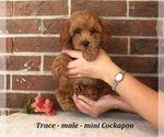 Small #1 Cockapoo (Miniature)