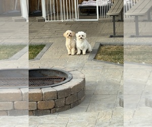 Father of the Maltipoo (Miniature) puppies born on 12/01/2025