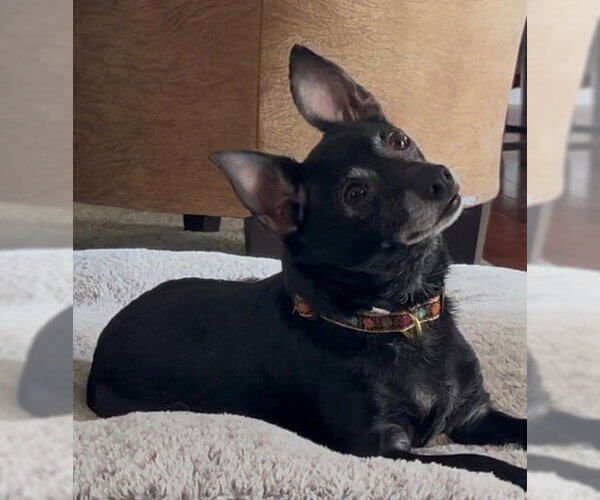 Medium Photo #1 Chihuahua Puppy For Sale in Mechanicsburg, PA, USA