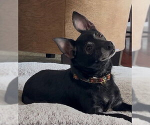 Chihuahua Dogs for adoption in Mechanicsburg, PA, USA