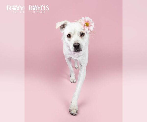 Medium Photo #2 Mutt Puppy For Sale in Sandy, UT, USA